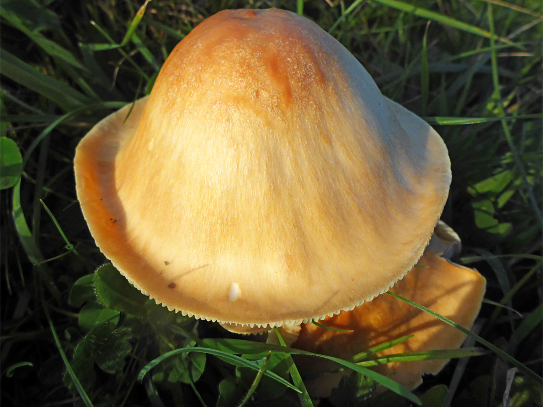 Meadow waxcap