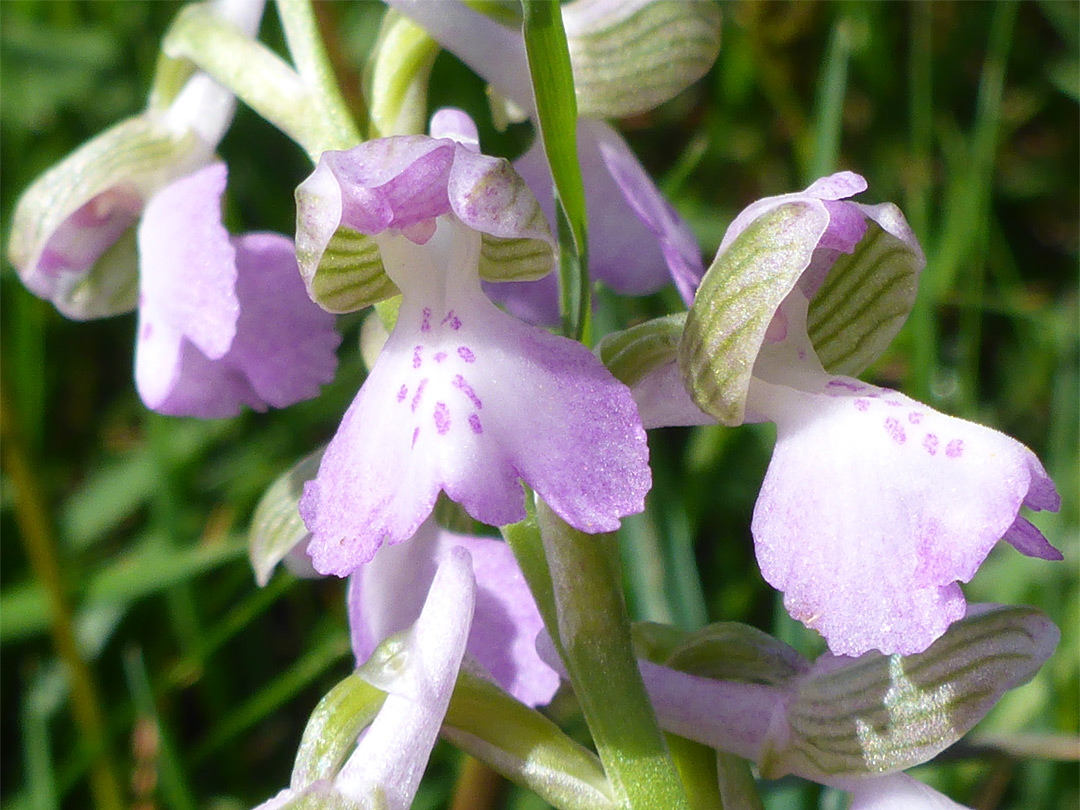 Pale purple orchid