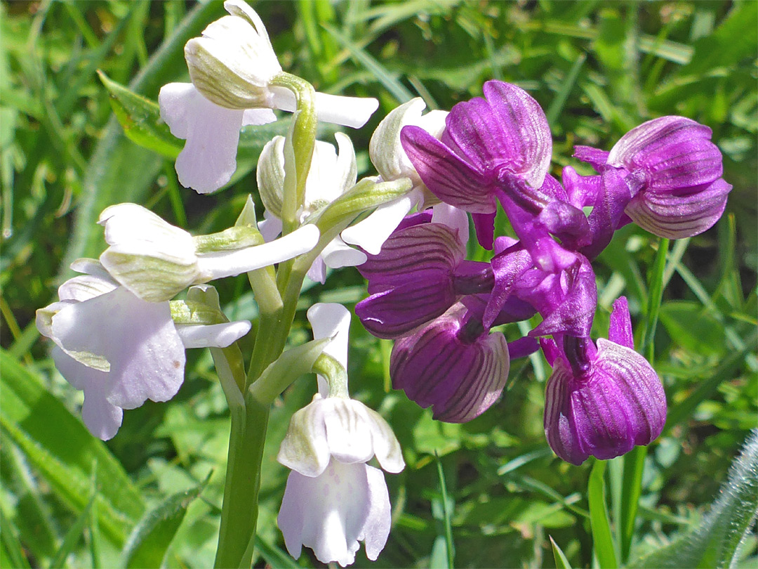 White and purple orchids