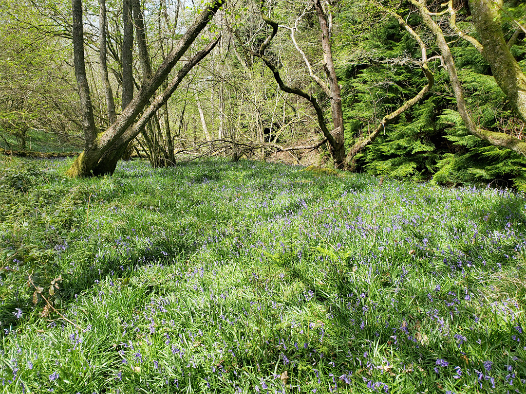 Bluebells