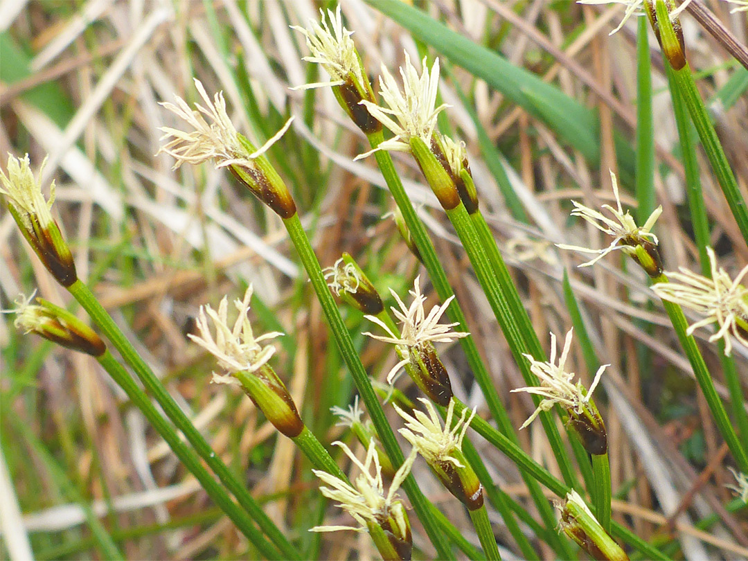 Deergrass