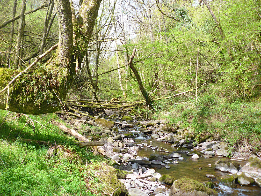 Curving tree