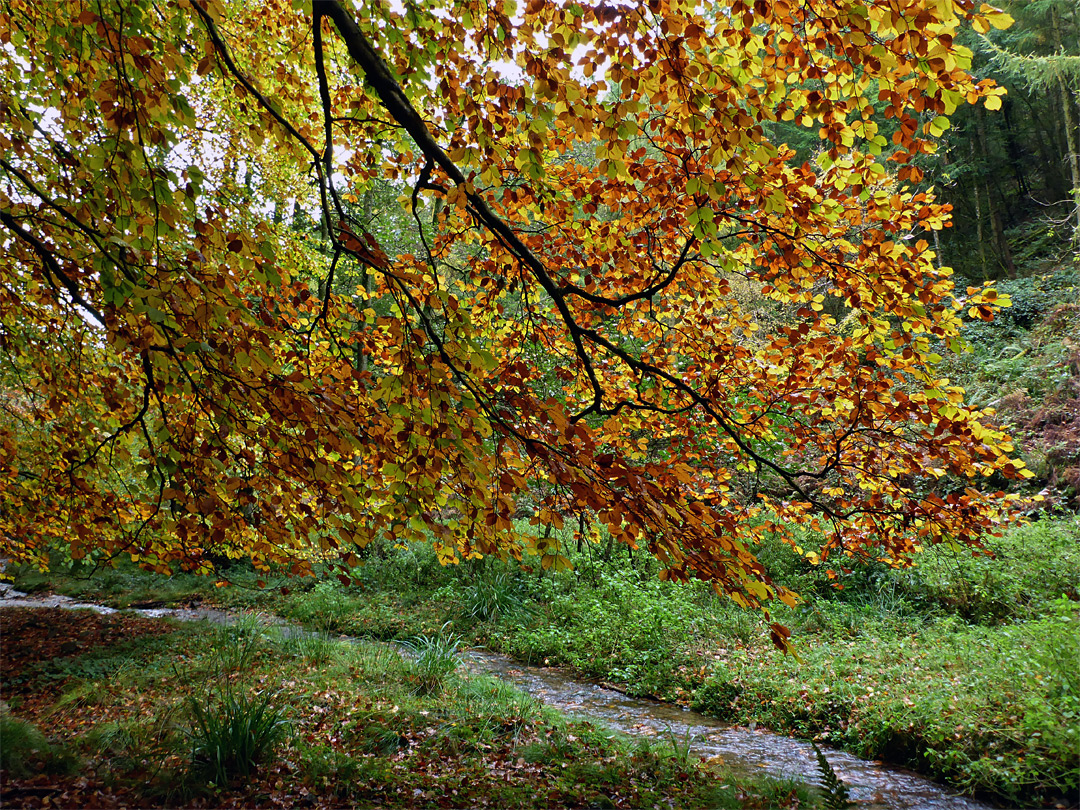 Orange and yellow leaves