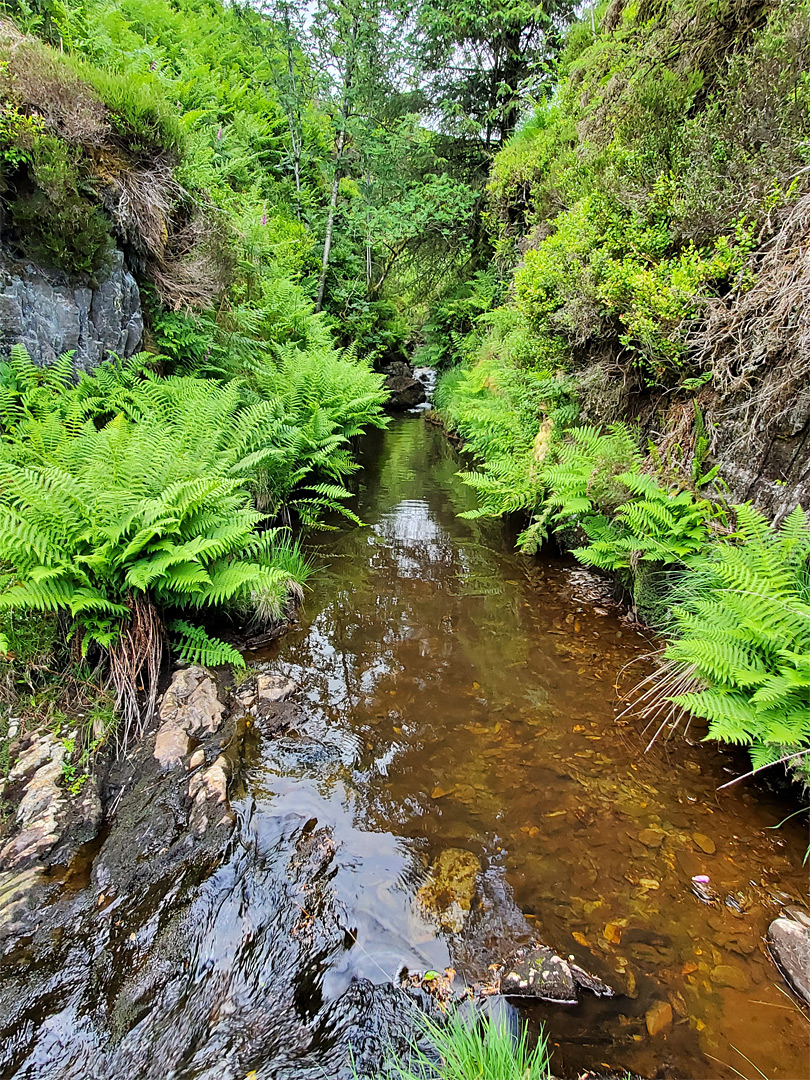 Fern-lined stream