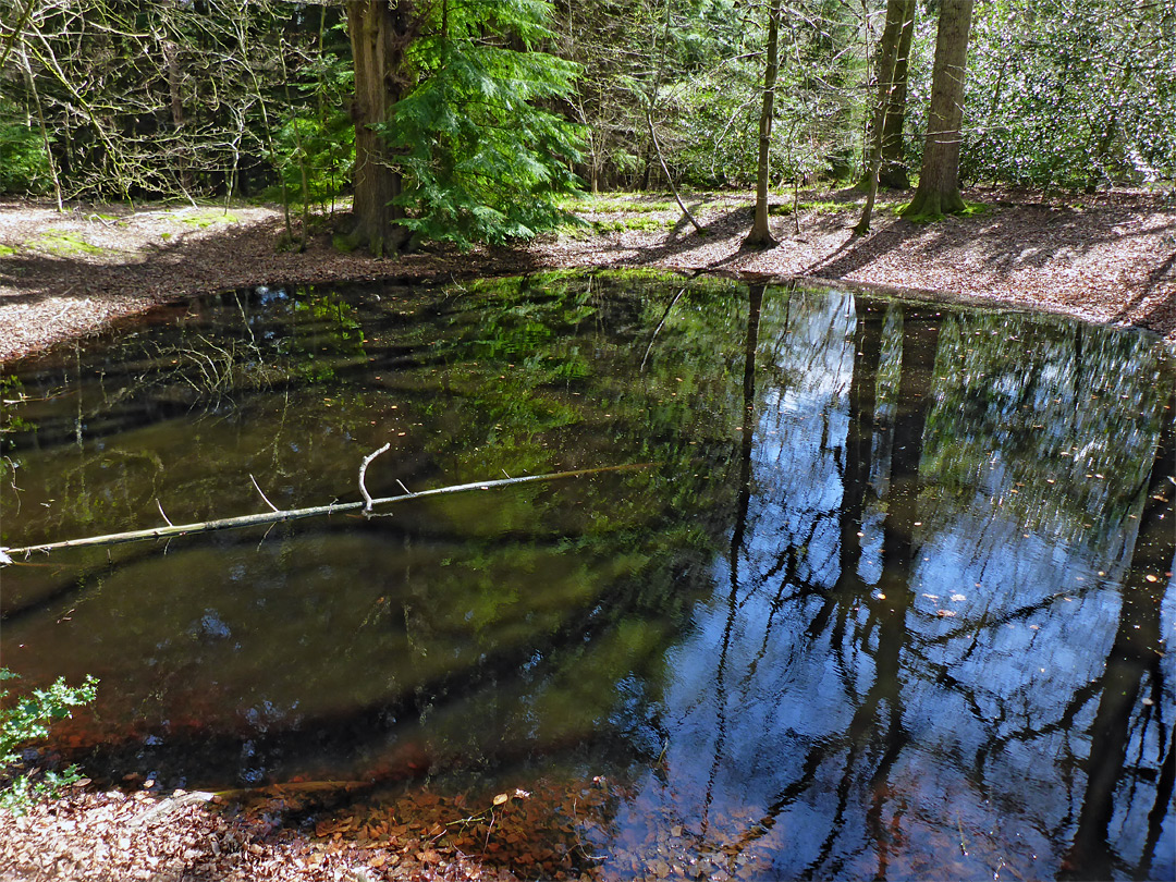 Reflections on a pool