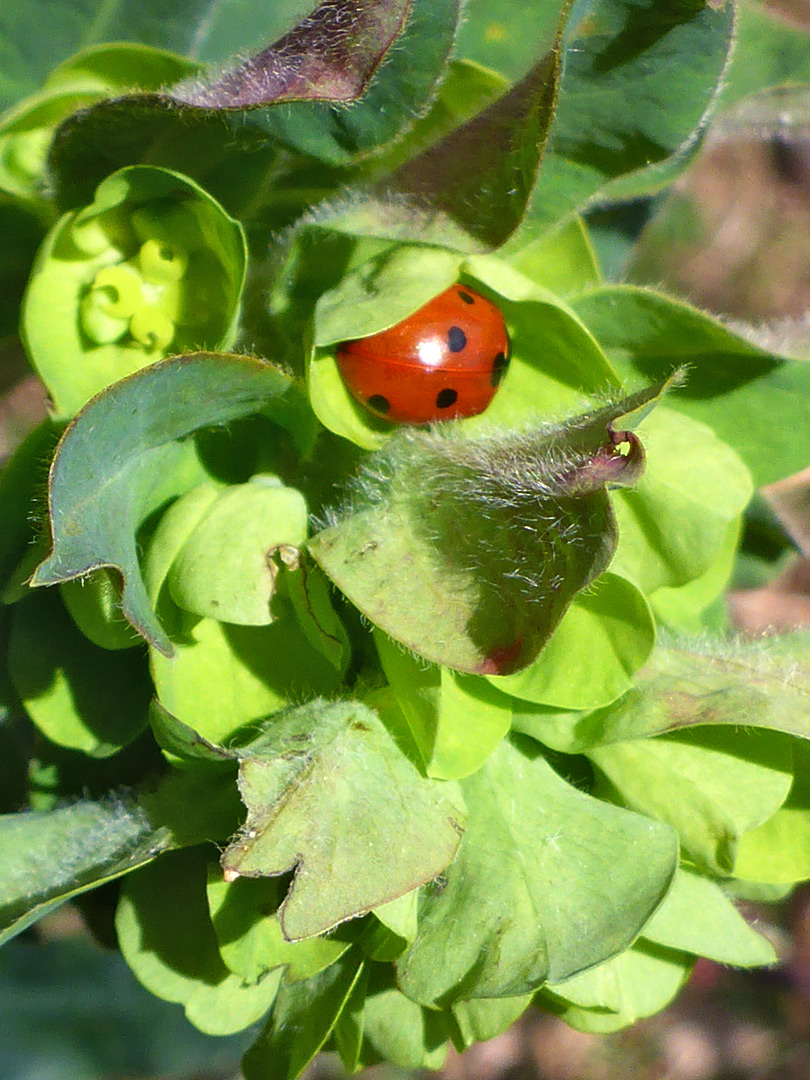 Ladybird