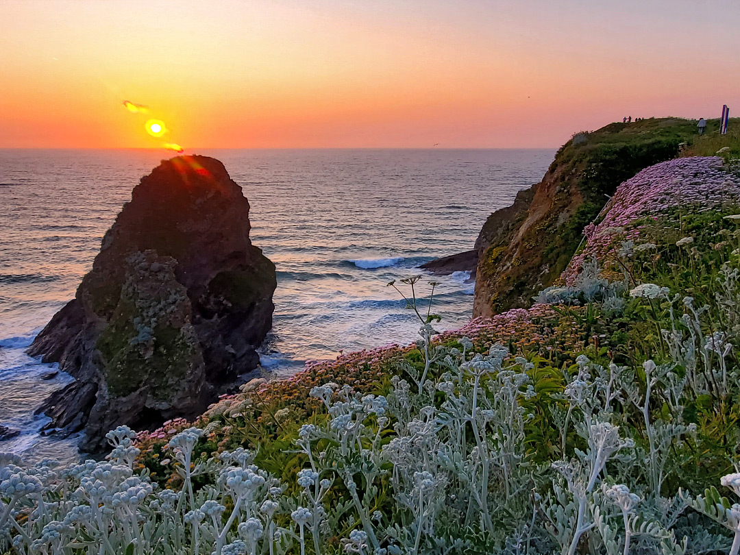 Flowers on the bluffs