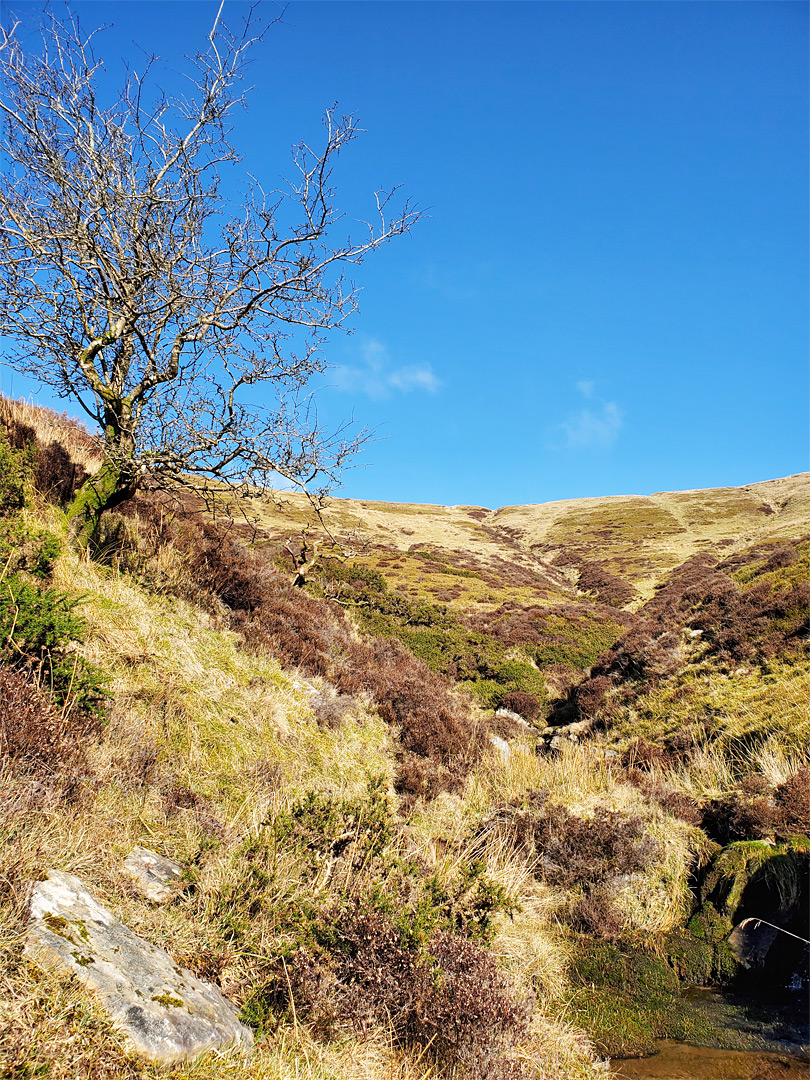 Isolated tree