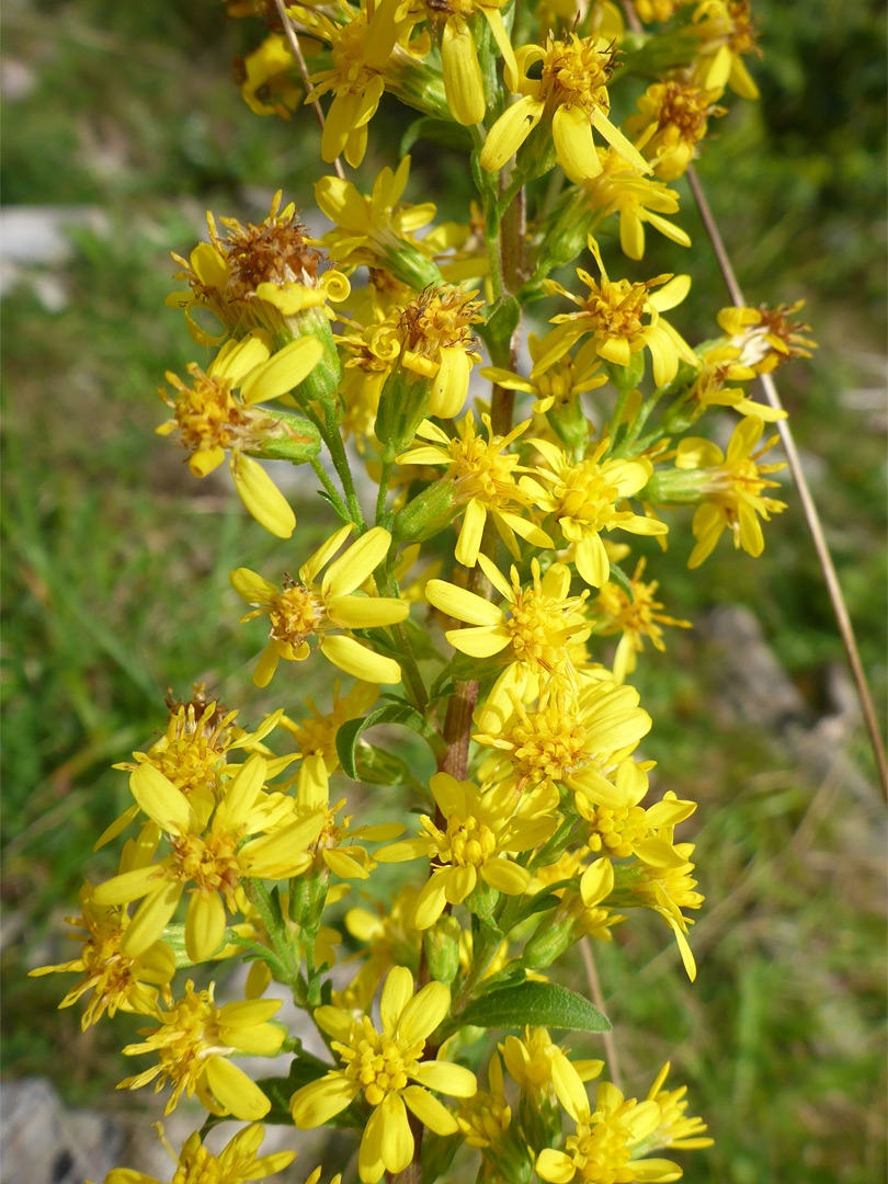 European goldenrod