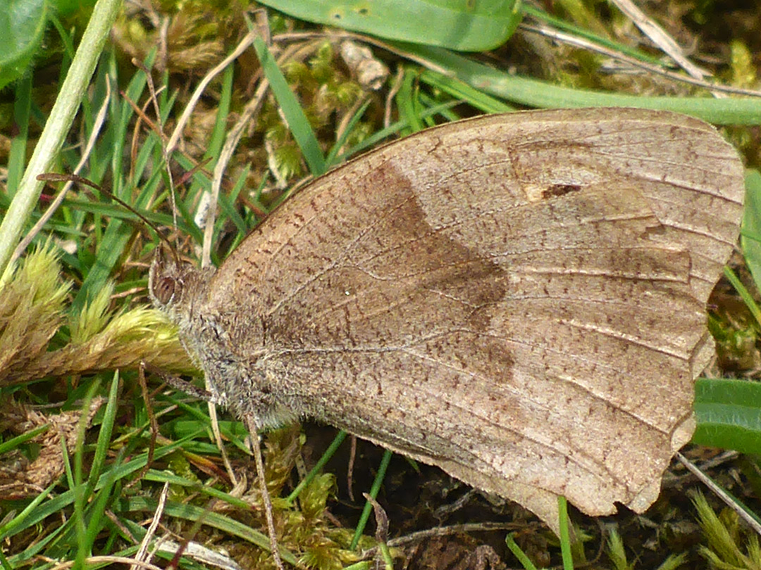 Meadow brown