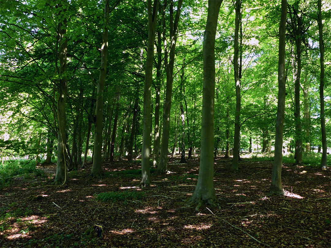 Beech trees