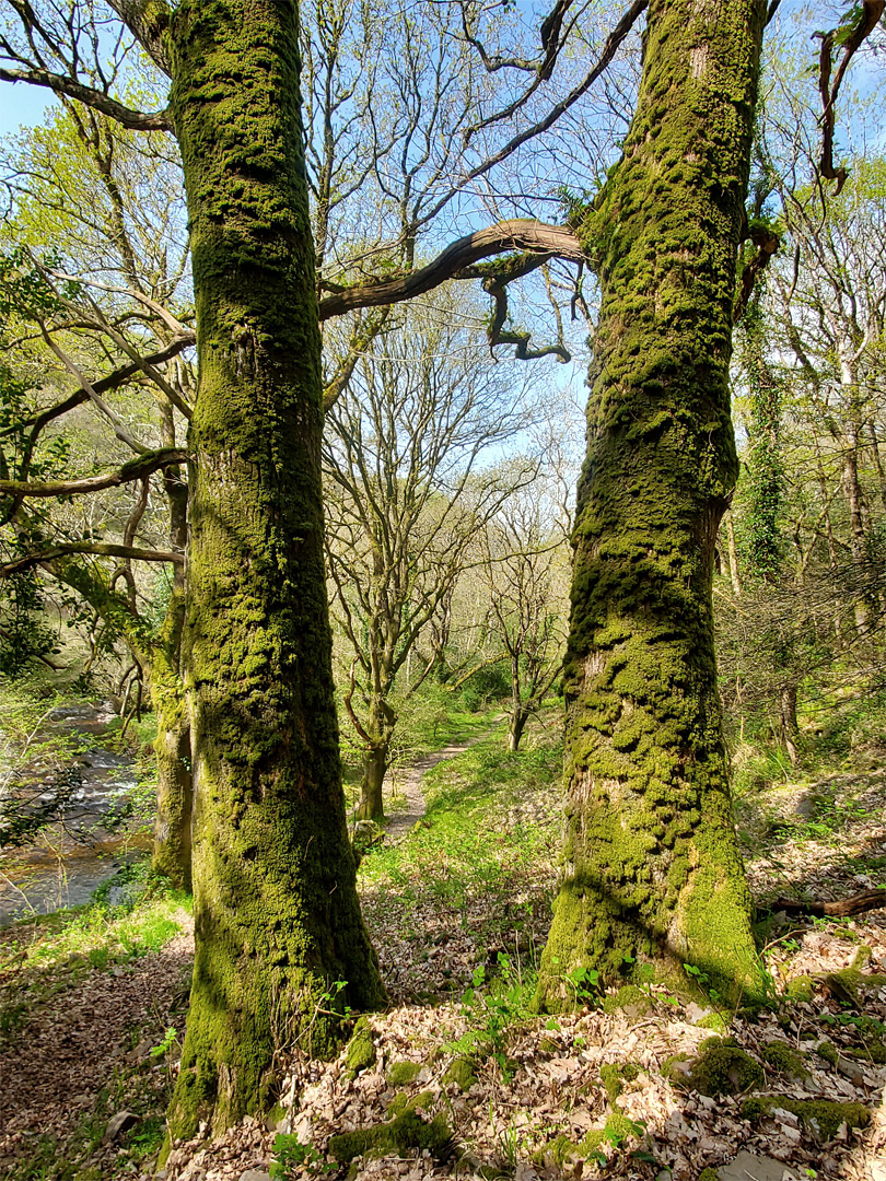 Two mossy trees