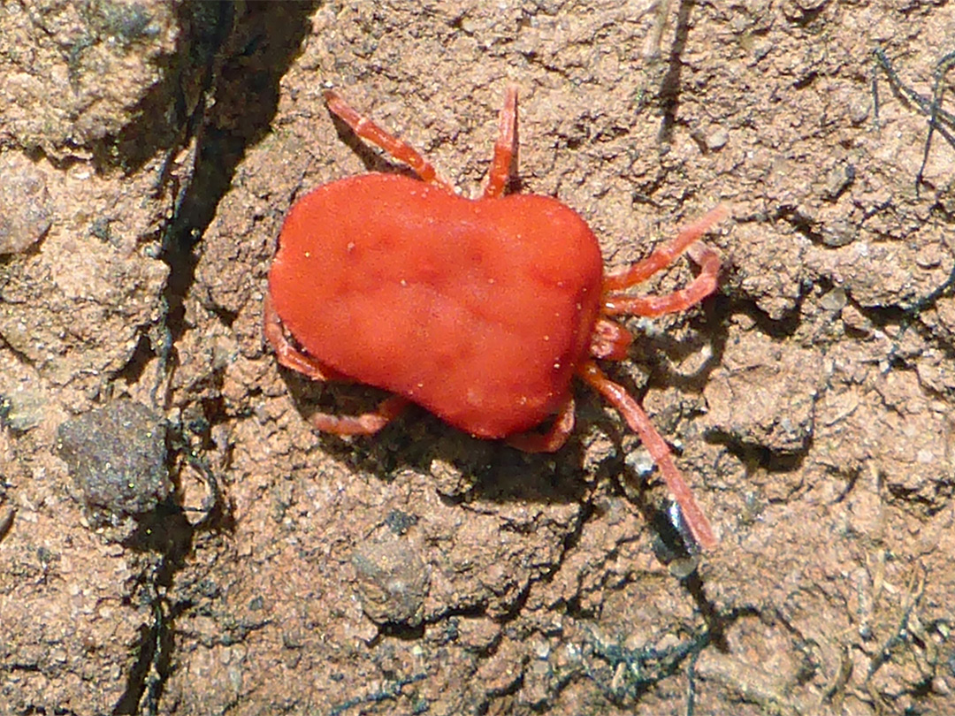 Red mite