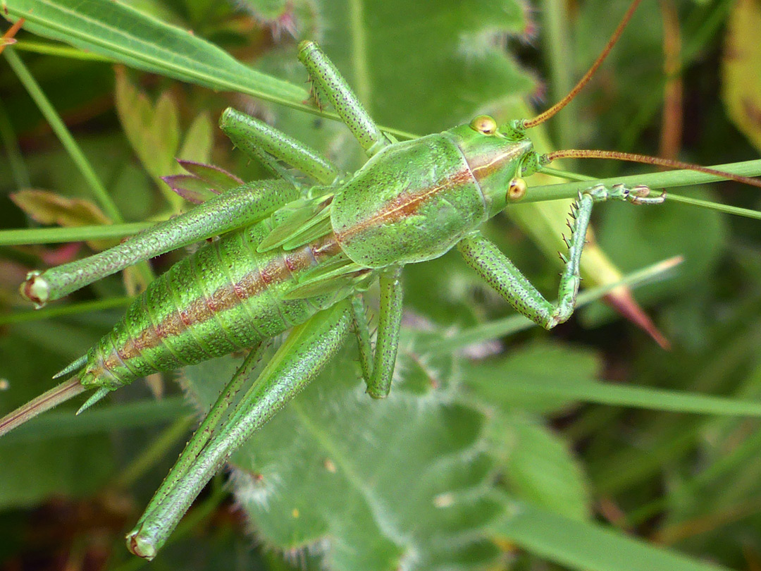 Bush cricket