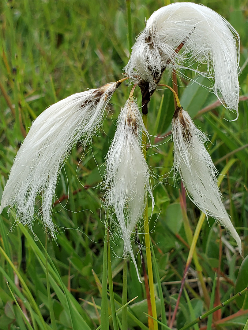 Common cottongrass