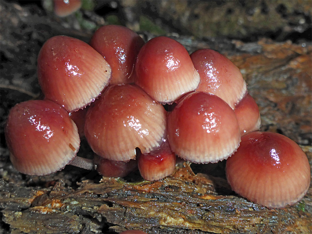 Burgundydrop bonnet