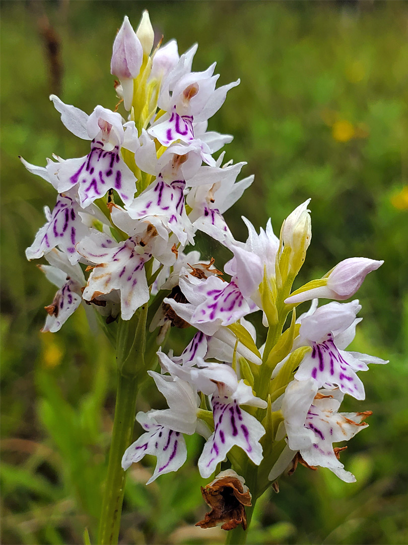 Orchid flowers