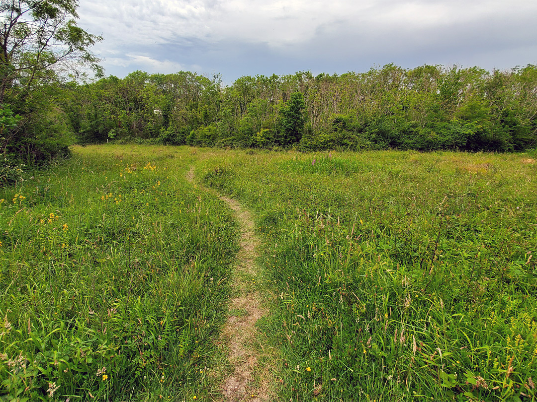 Path through the meadow