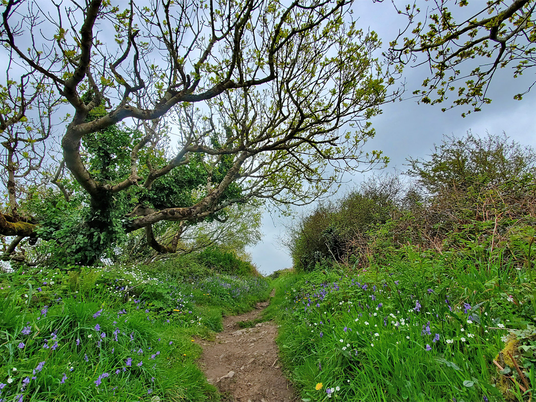 Path and bluebells