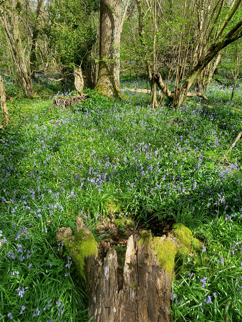 Bluebells, Littley Wood