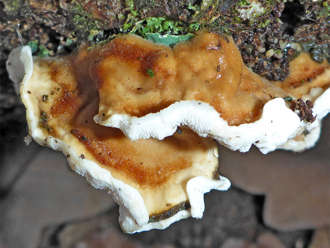 Crust fungus