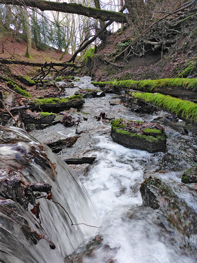 Wooded stream