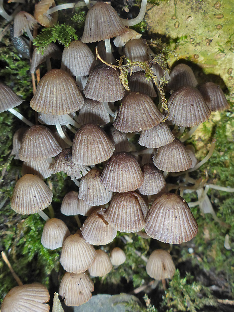 Fairy inkcap