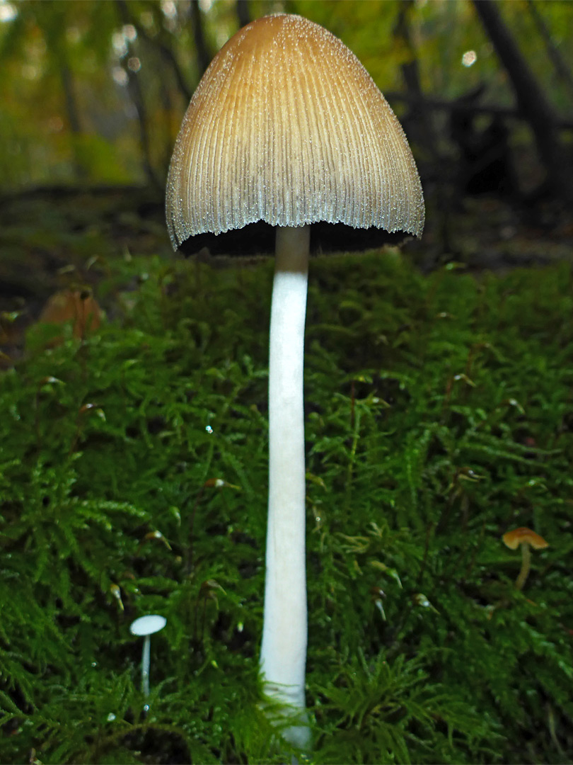 Glistening inkcap