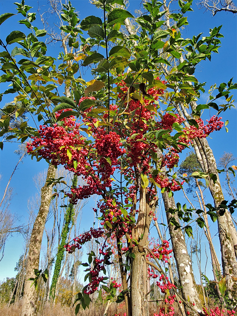 Sprindle berries