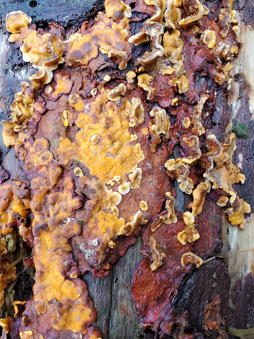 Crust fungus