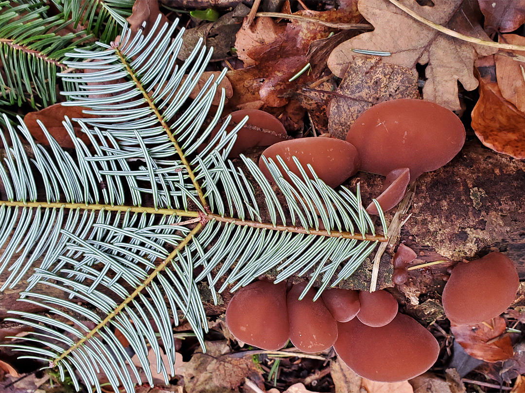 Fir leaves and jelly ear