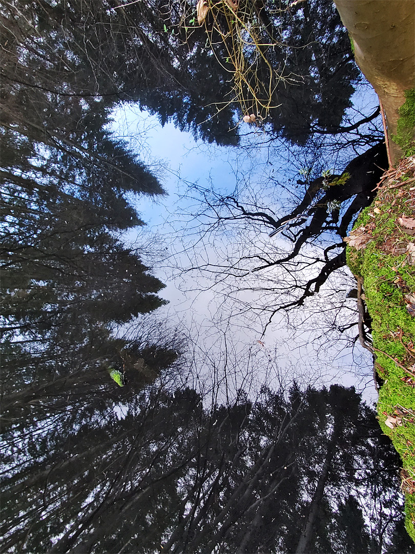 Reflections on a pool