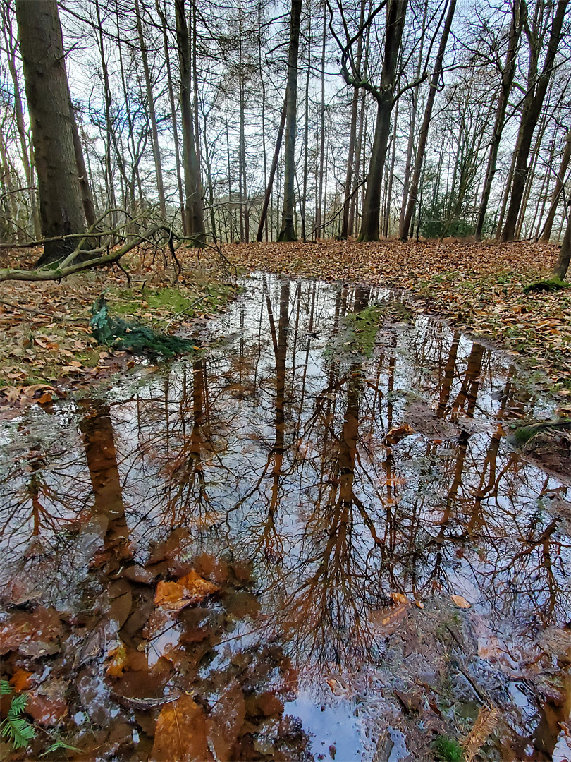 Leaves in a pool