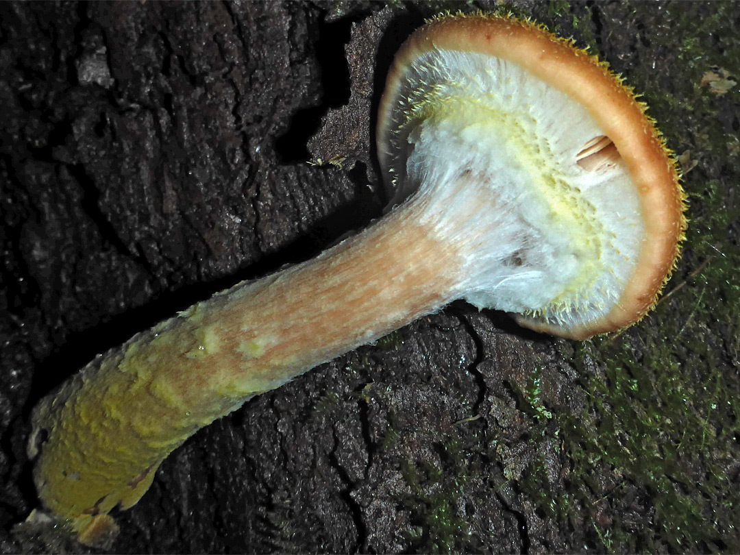 Bulbous honey fungus - stem