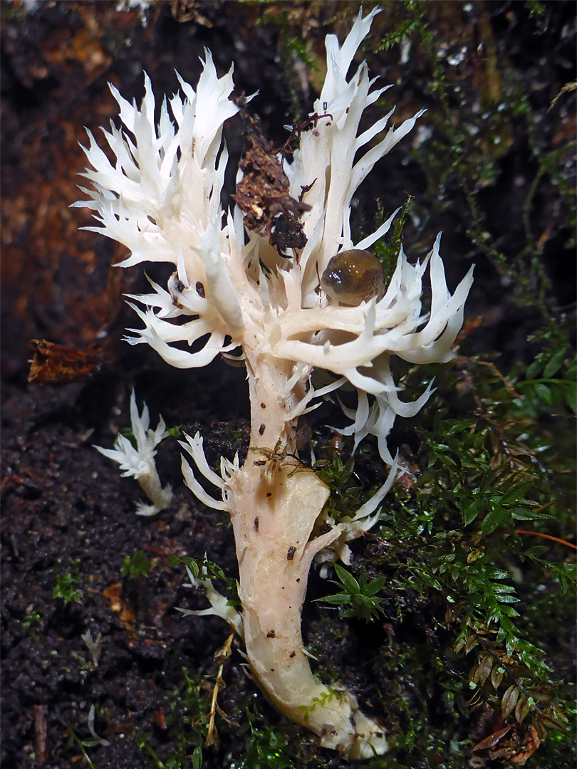 Crested coral, and a snail