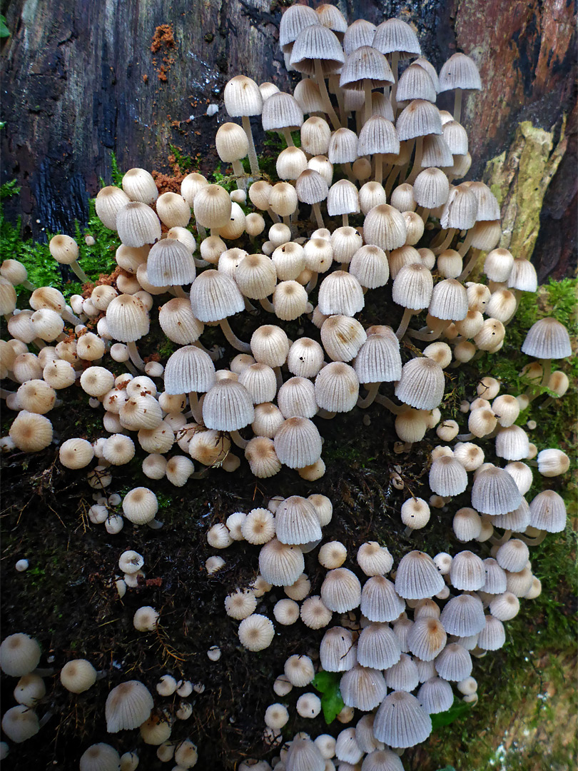 Fairy inkcap