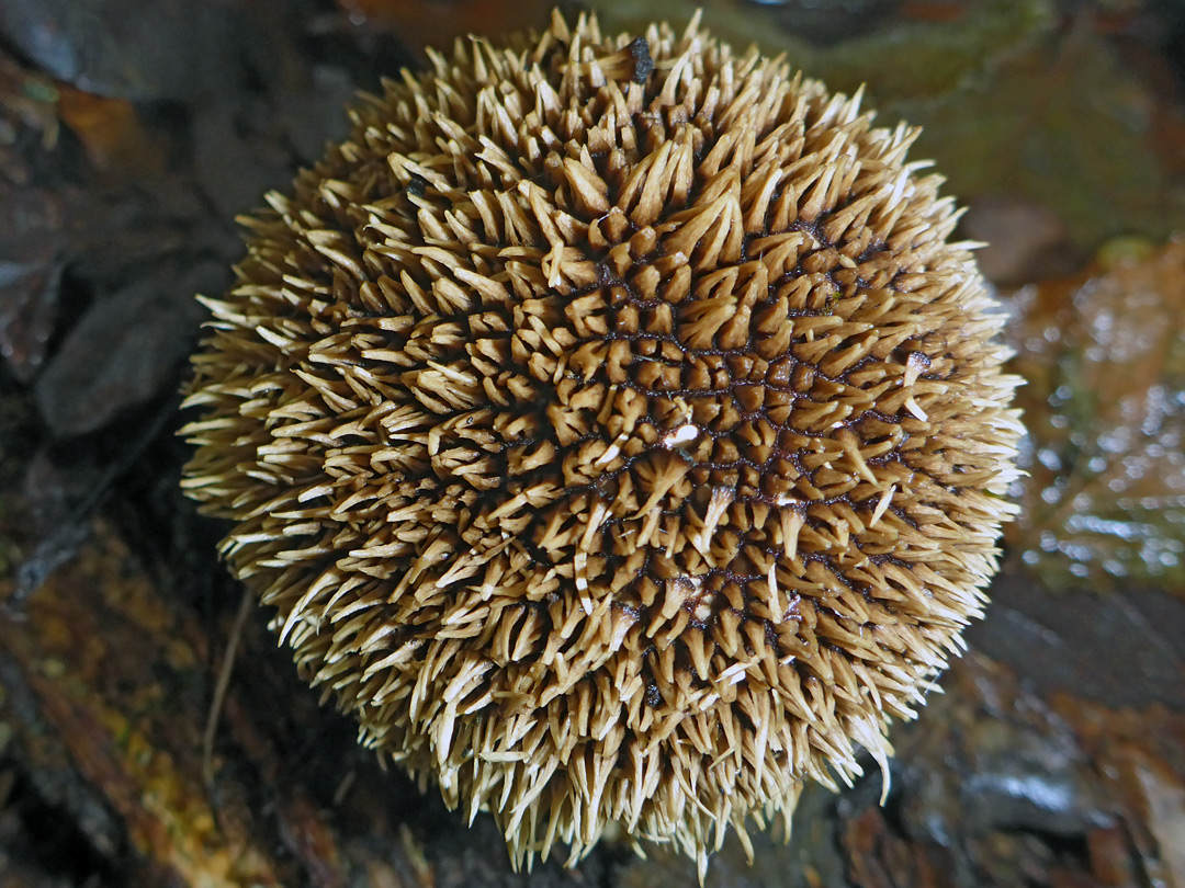 Spiny puffball