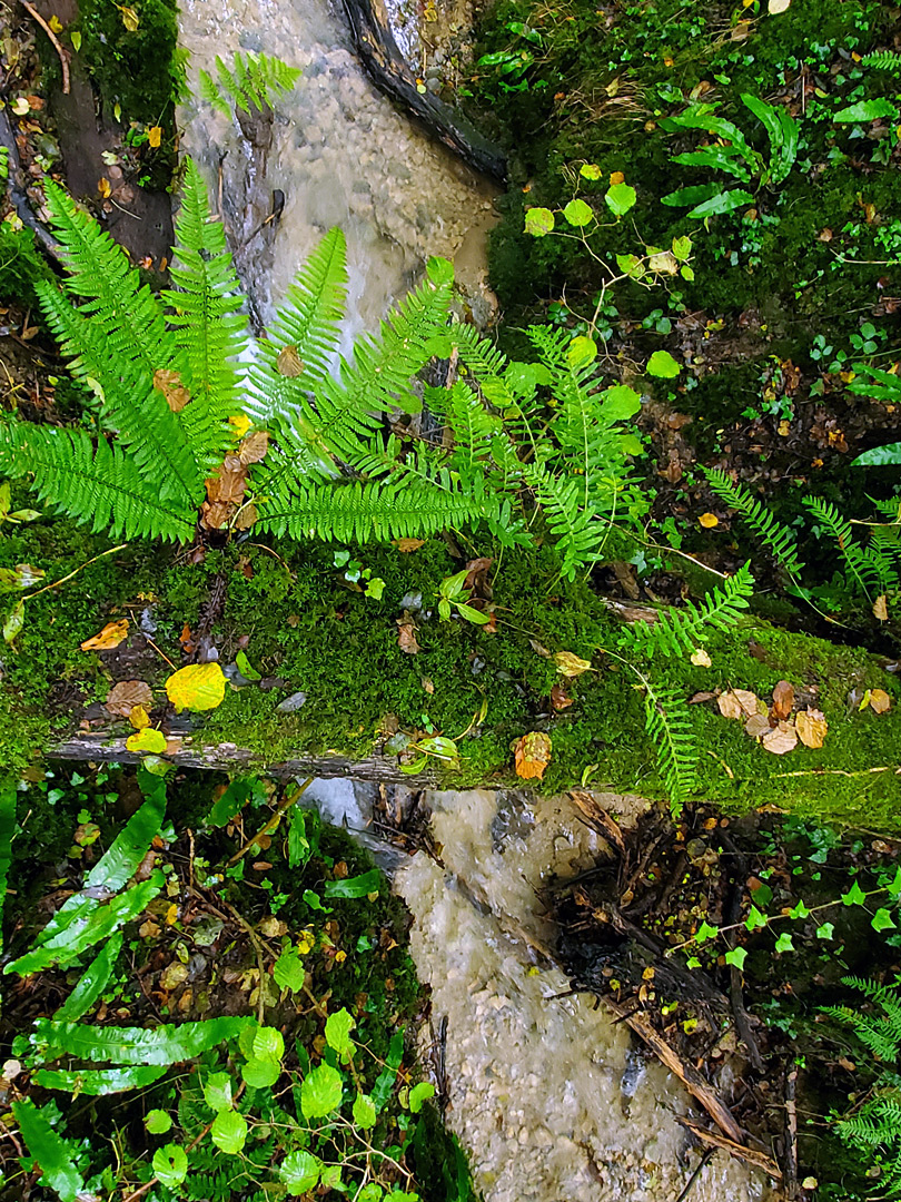 Ferns, log and stream