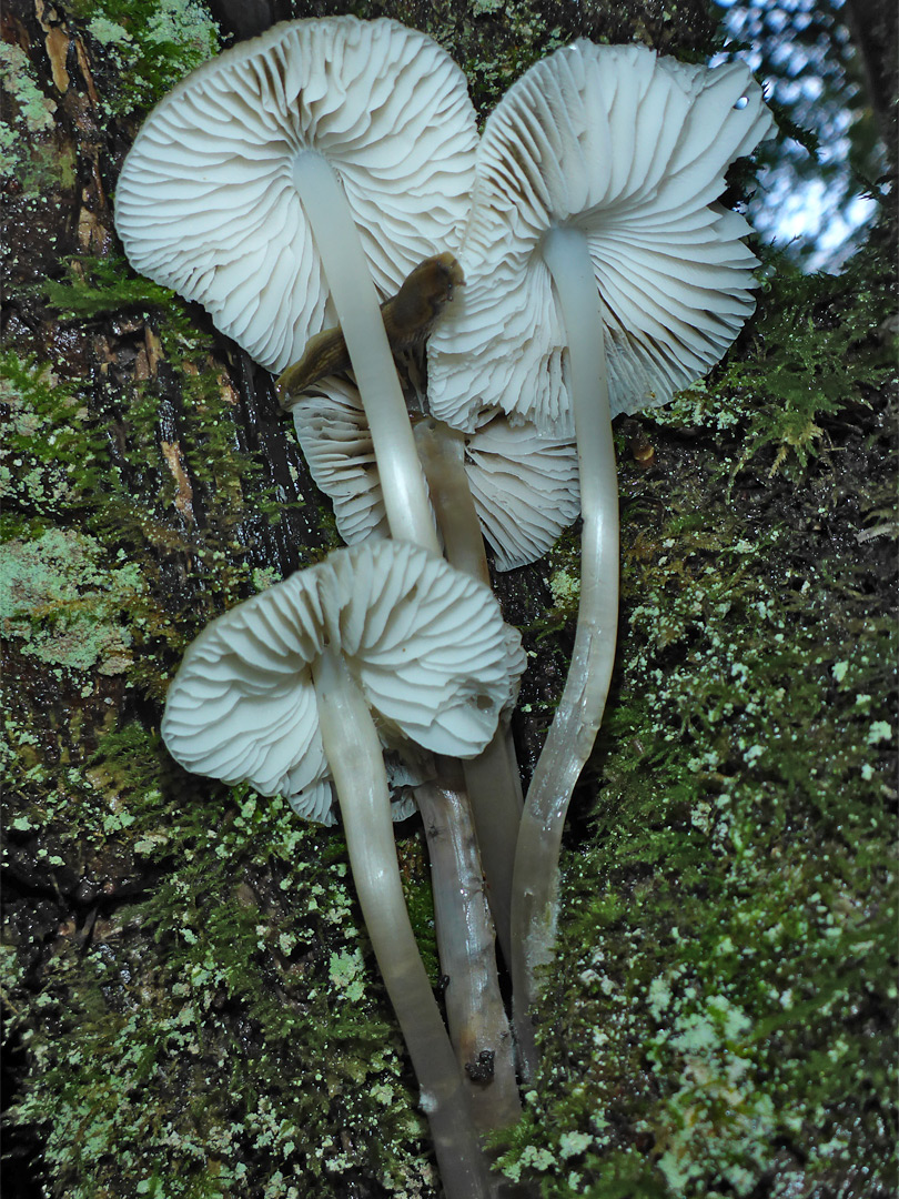 Common bonnet