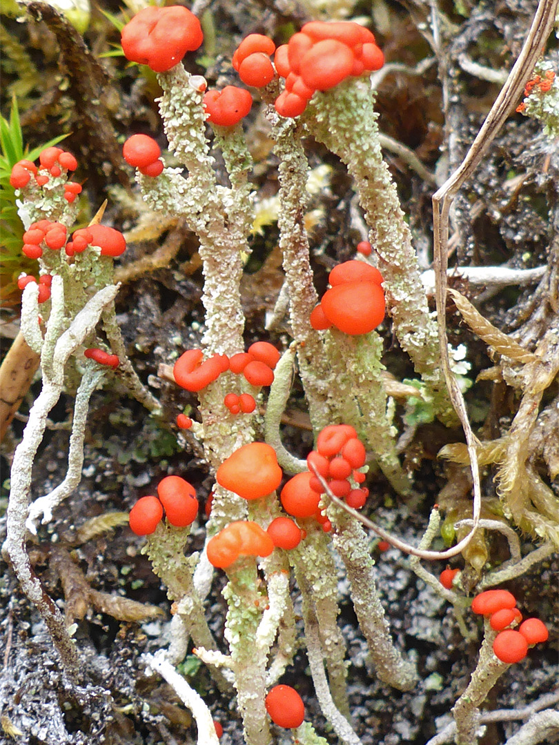 Gritty British soldiers lichen