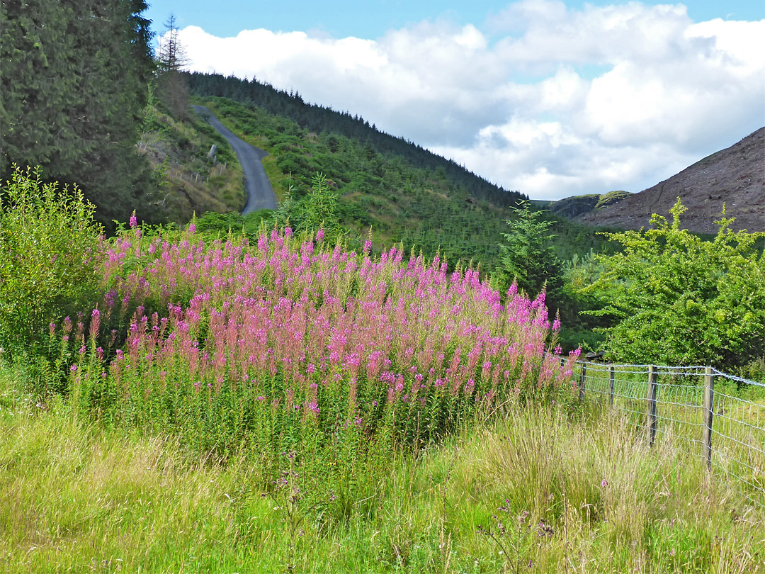 Willowherb