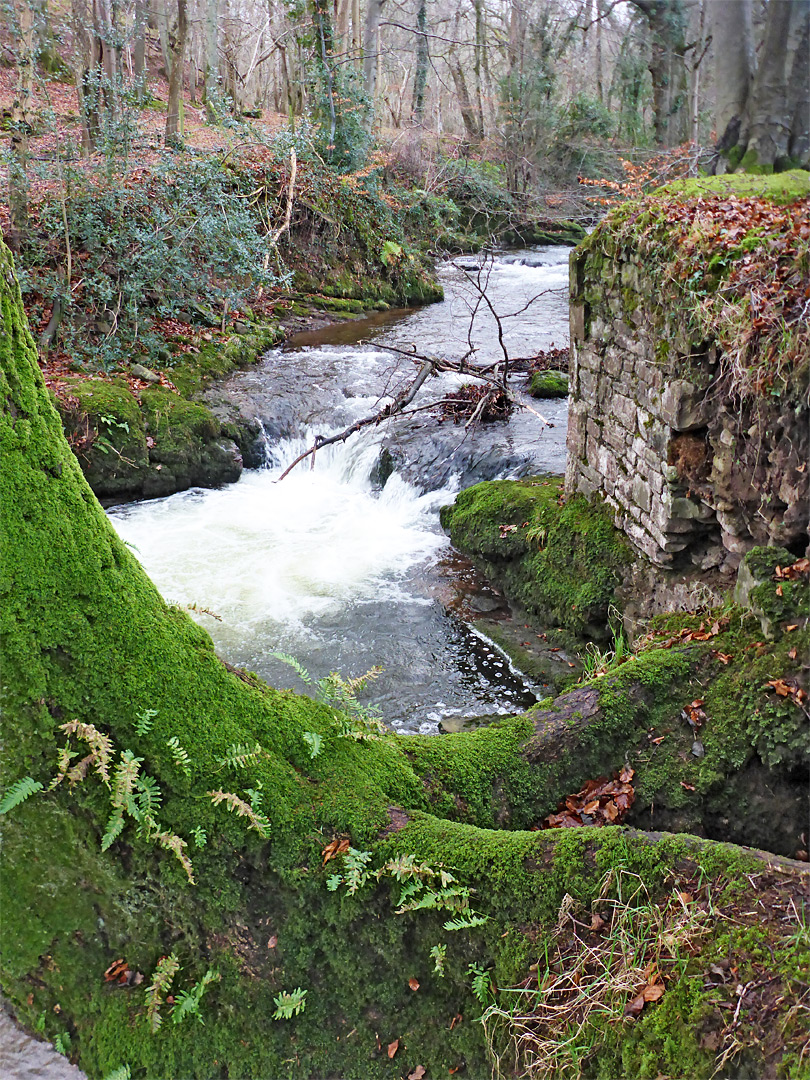 Mossy tree