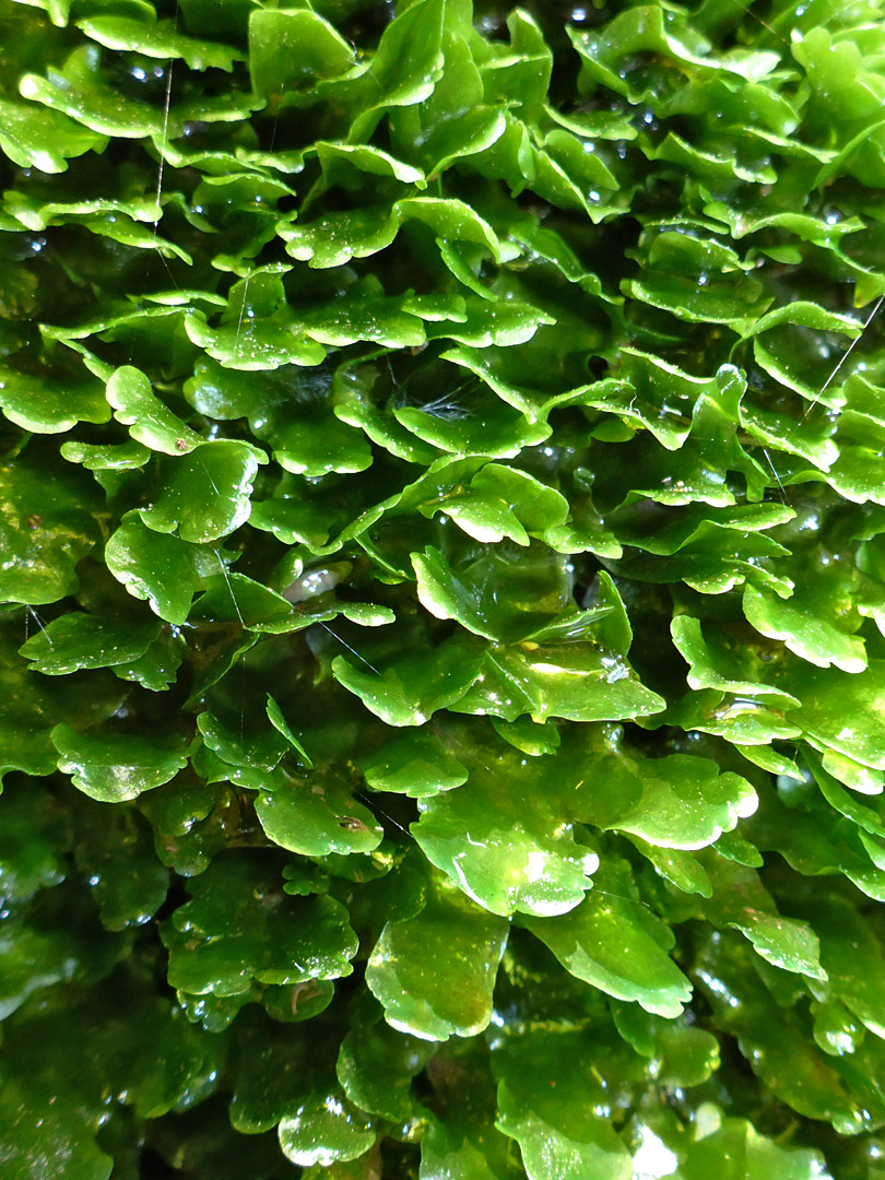 Liverwort