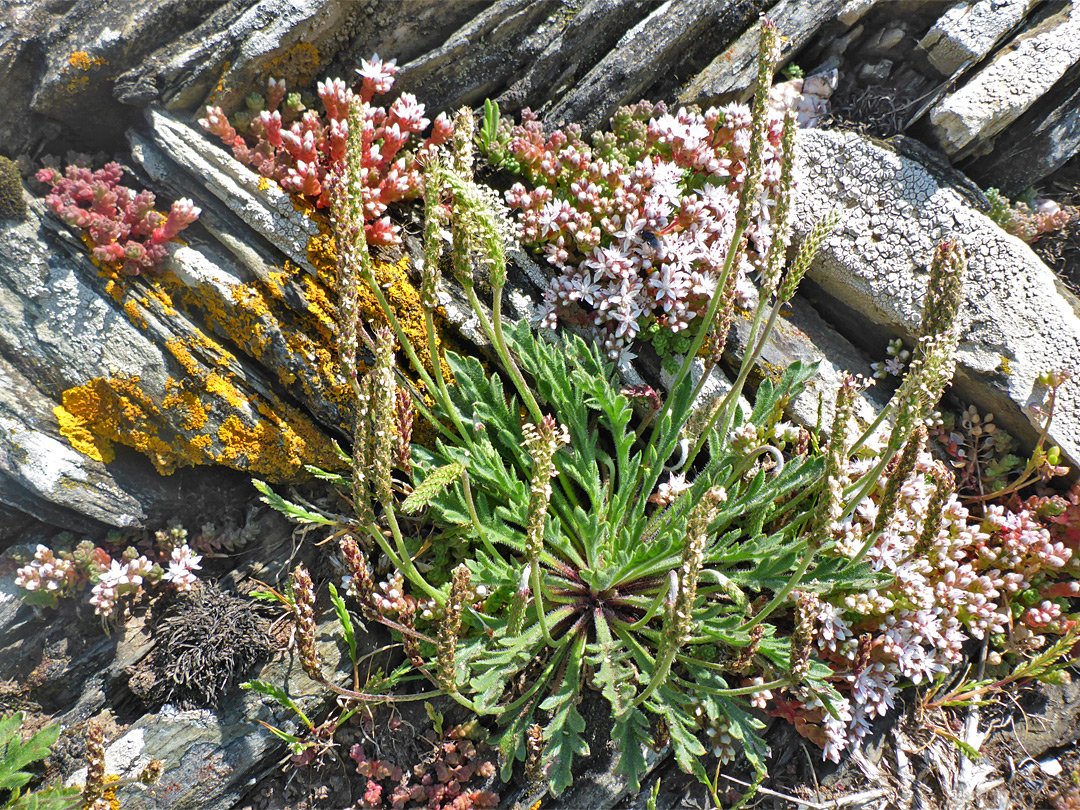 Plantain and stonecrop