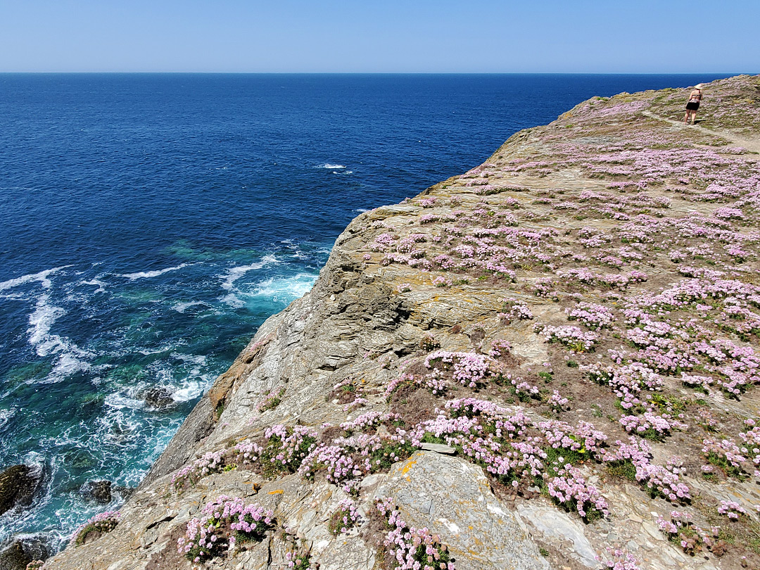 Sea thrift