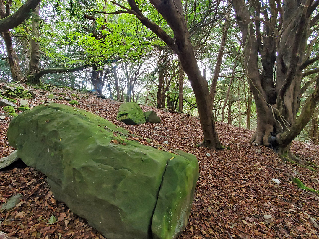 Trees and boulder