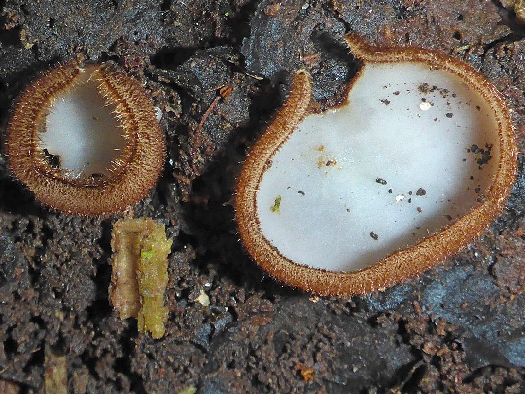 Brown-haired white cup