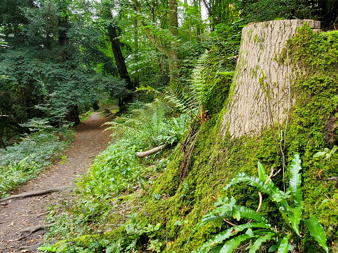 Path through the woods