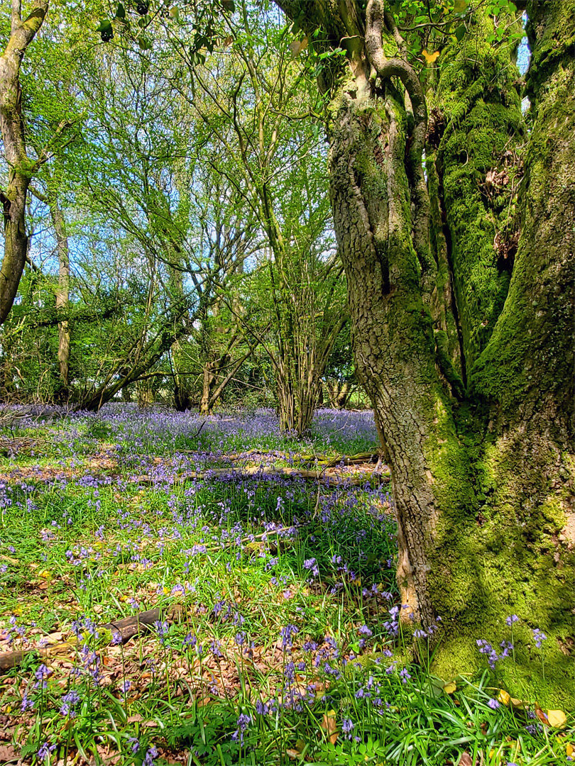 Bluebell wood