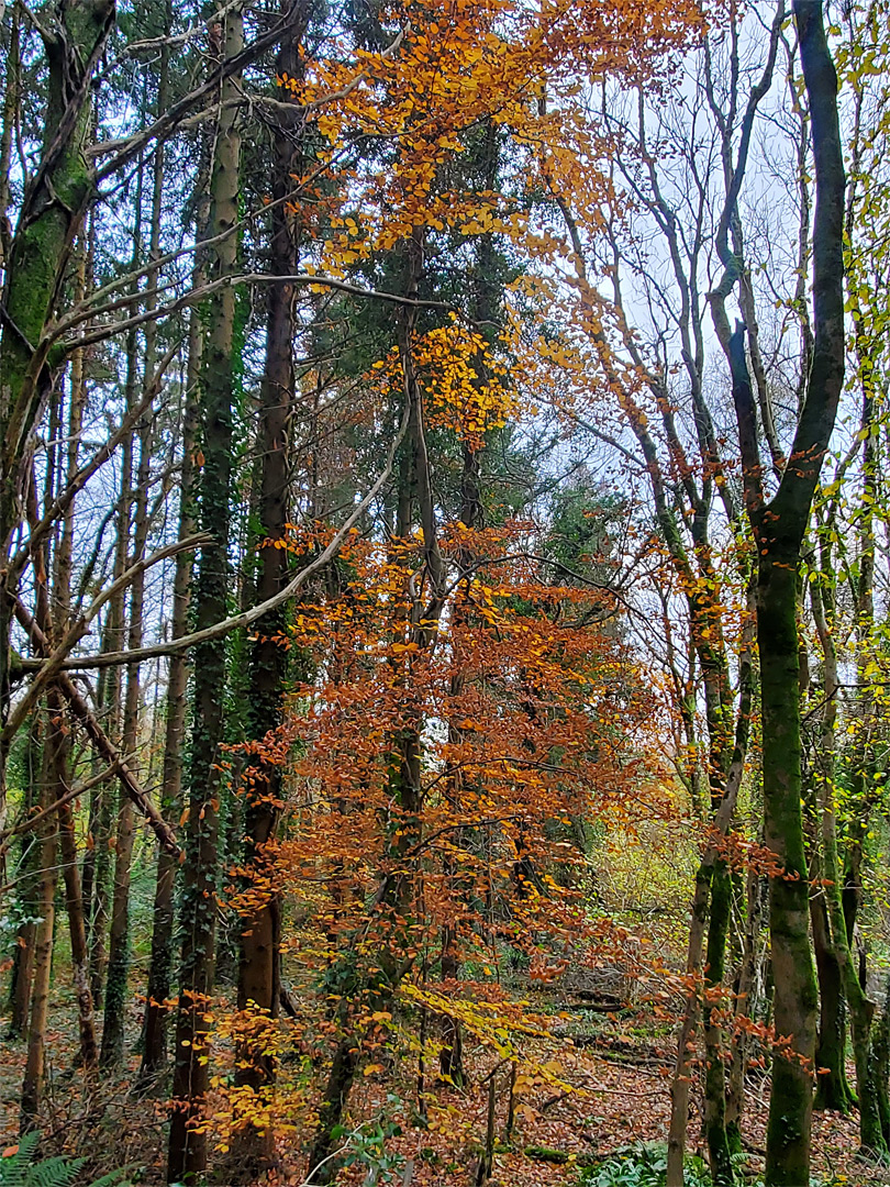 Slender trees